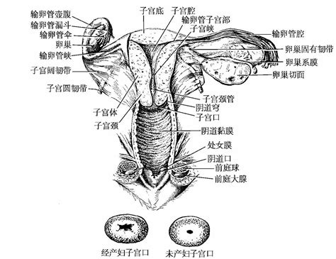 女人生殖器|女性生殖系统概述